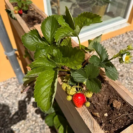 Charming - Beate 4* Эбельтофт